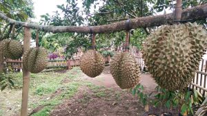 Kebun durian abah anton