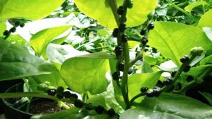 Biji Angkung siap panen. Foto: Agus N