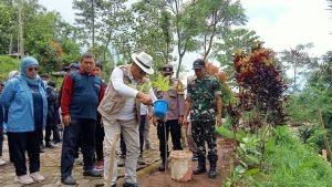 Penanaman pohon pule