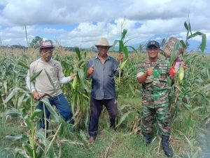 Babinsa bantu panen jagung