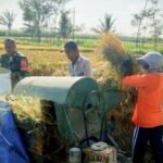 Babinsa Tlogowaru Dampingi Petani Panen Raya