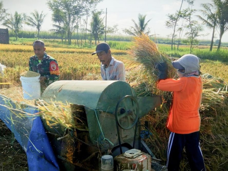 Babinsa Tlogowaru Dampingi Petani Panen Raya