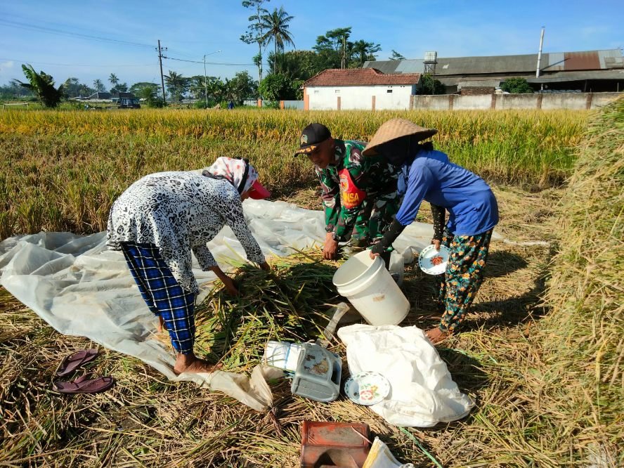 Babinsa Tlogowaru Dampingi Petani Panen Raya Padi