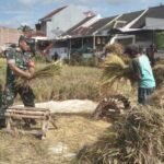 Dukung Program Serapan Gabah Nasional, Babinsa Pandanwangi Dampingi Petani Panen Padi