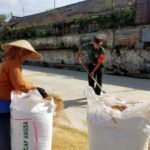 Babinsa Kedungkandang Bantu Petani Jaga Kualitas Gabah Kering