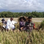 Babinsa Merjosari dan PPL Dampingi Petani Panen Padi Bahas Solusi Hama Tikus dan Burung
