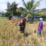 Babinsa Bakalankrajan Dampingi Panen Padi untuk Dukung Kesejahteraan Petani