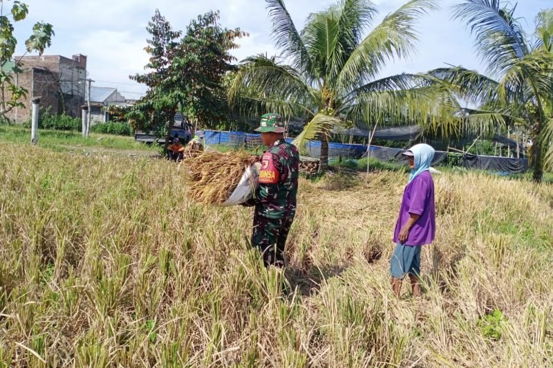 Babinsa Bakalankrajan Dampingi Panen Padi untuk Dukung Kesejahteraan Petani