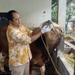 Jelang Iduladha, Dosen UMM Berbagi Tips Memilih Hewan Kurban