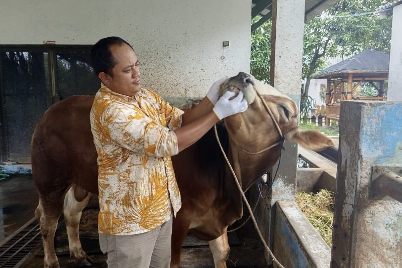 Jelang Iduladha, Dosen UMM Berbagi Tips Memilih Hewan Kurban