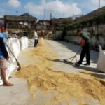 Babinsa Kedungkandang Dampingi Pengeringan Padi untuk Jaga Kualitas Panen