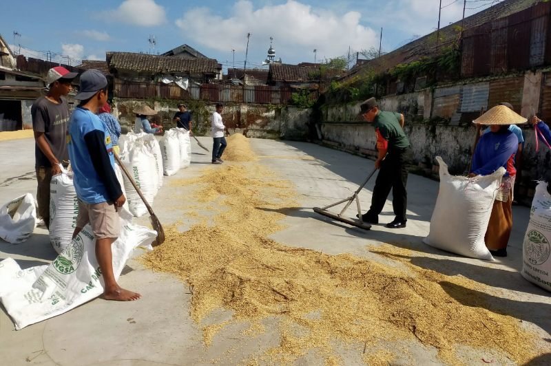 Babinsa Kedungkandang Dampingi Pengeringan Padi untuk Jaga Kualitas Panen