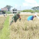 Dukung Program Serapan Gabah Nasional, Babinsa Mulyorejo Dampingi Petani Panen Padi