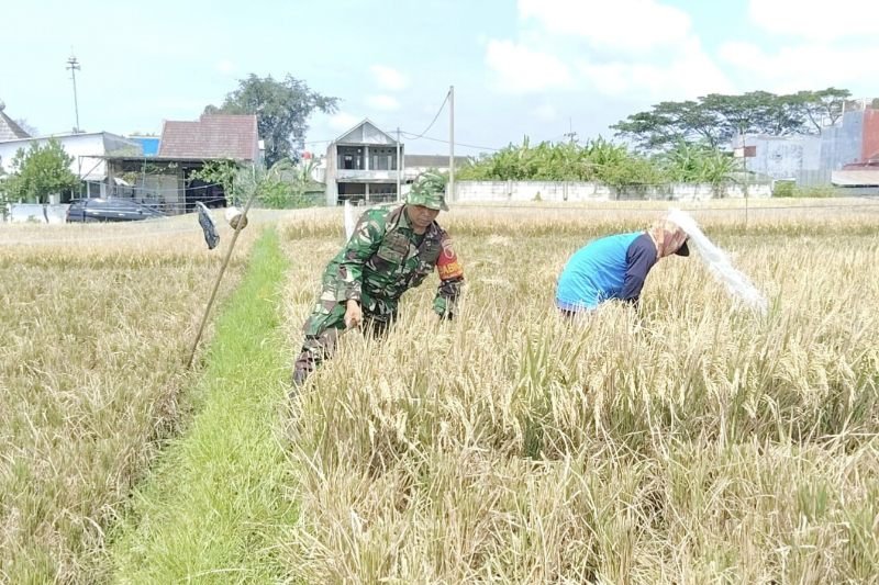 Dukung Program Serapan Gabah Nasional, Babinsa Mulyorejo Dampingi Petani Panen Padi