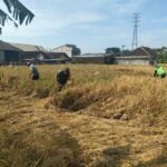 Babinsa Balearjosari Wujudkan Ketahanan Pangan Melalui Pendampingan Petani