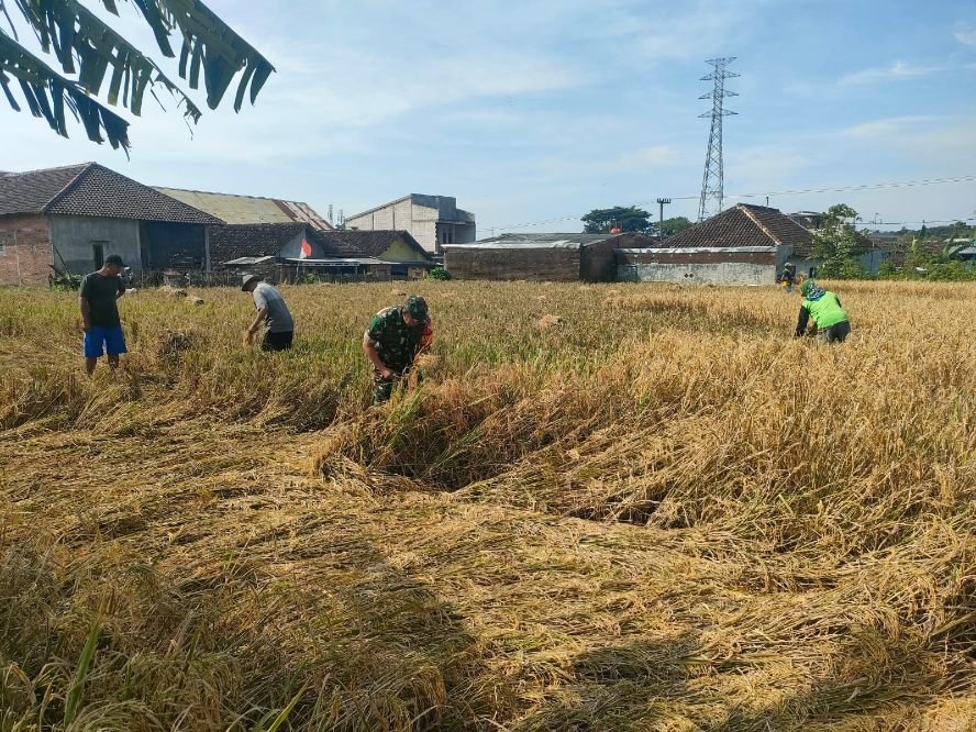 Babinsa Balearjosari Wujudkan Ketahanan Pangan Melalui Pendampingan Petani