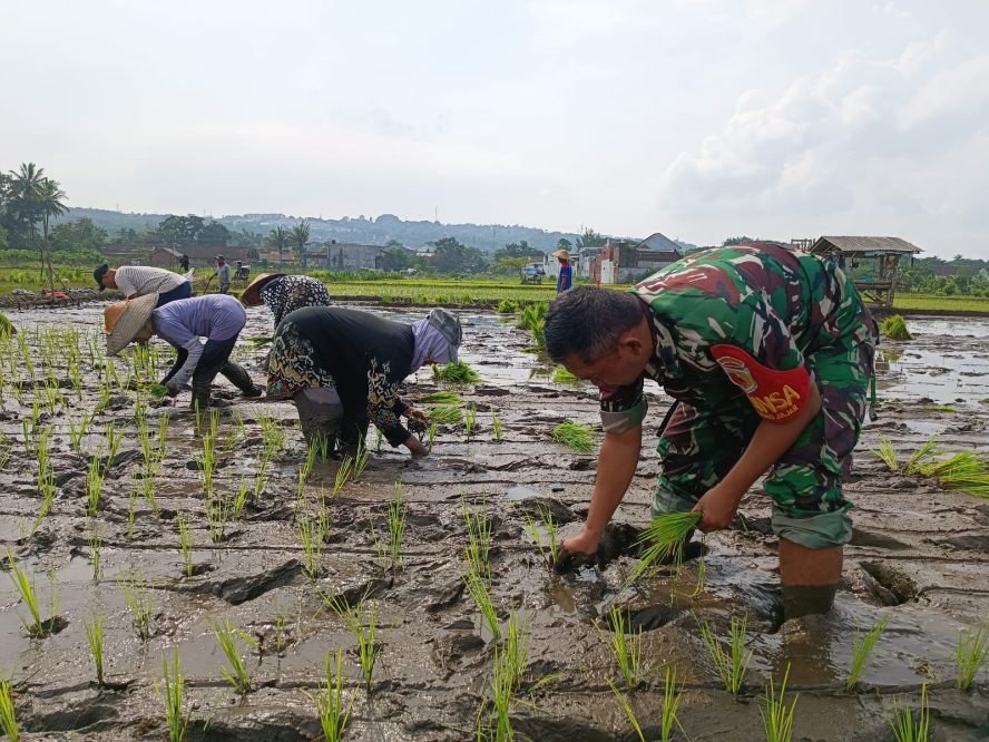 Sinergi Babinsa Kedungkandang dan Kelompok Tani Wujudkan Ketahanan Pangan