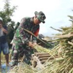 Babinsa Pandanwangi Dampingi Petani di Wilayah Binaan