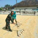 Babinsa Tlogowaru Bantu Warga Jemur Padi, Dorong Kemandirian Pangan