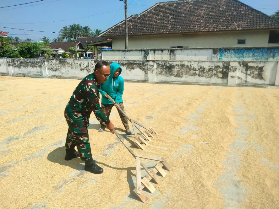 Babinsa Tlogowaru Bantu Warga Jemur Padi, Dorong Kemandirian Pangan