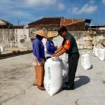 Babinsa Kedungkandang Dampingi Pengeringan Padi,