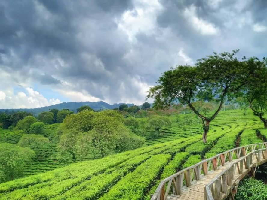Liburan Asri dengan Suasana Pegunungan di Kebun Teh Wonosari