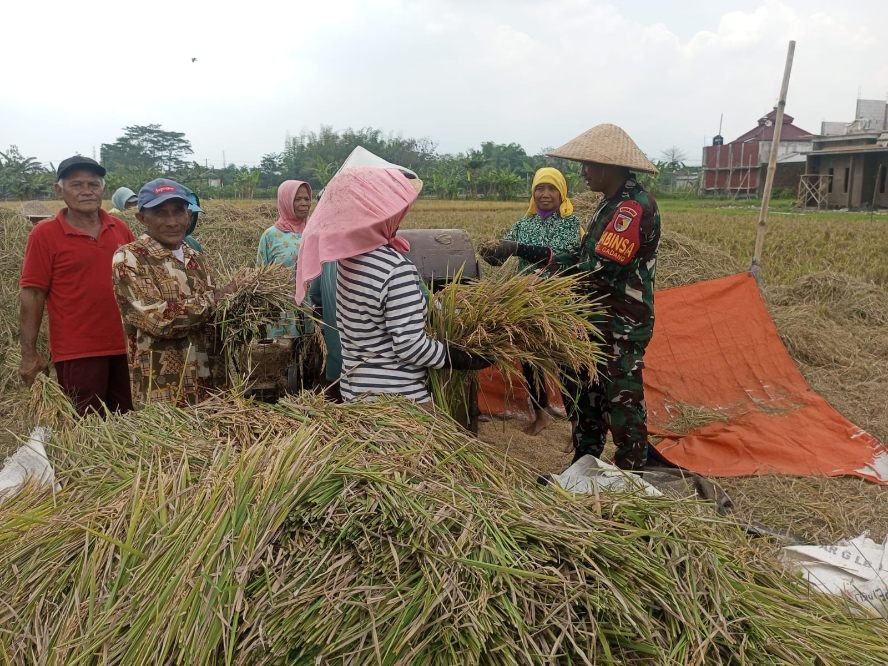 Babinsa Gadang Aktif Dampingi Petani Panen Padi