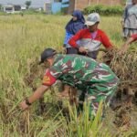 Babinsa Sukun Dorong Ketahanan Pangan Lewat Pendampingan Panen Padi