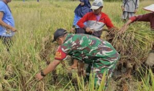 Babinsa Sukun panen padi Babinsa Sukun Dorong Ketahanan Pangan Lewat Pendampingan Panen Padi