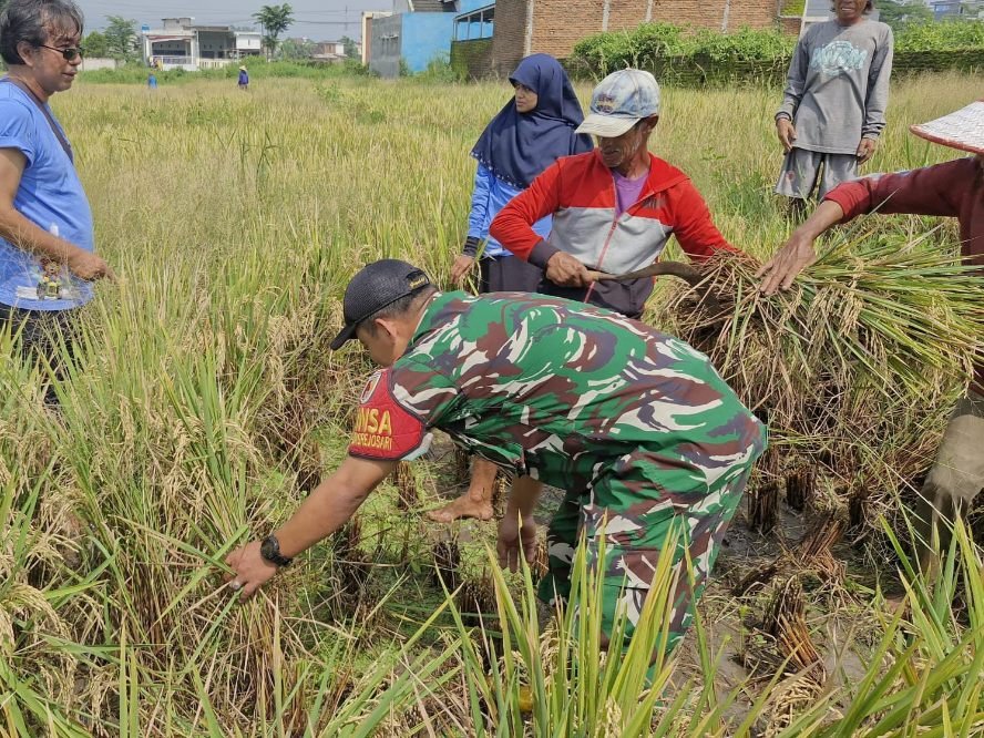 Babinsa Sukun Dorong Ketahanan Pangan Lewat Pendampingan Panen Padi