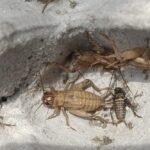 Budidaya Jangkrik Usaha Rumahan Ala Gen Z: Cerita Peluang Budidaya Jangkrik yang Menjanjikan