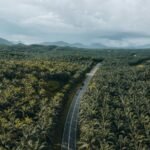 Kebun sawit Perluasan Lahan Sawit Dinilai Berisiko, Akademisi Ingatkan Dampak Ekologis