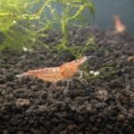 Udang hias air tawar Ketika Budidaya Udang Hias Tidak Berjalan Sesuai Harapan