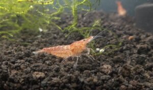 Ketika Budidaya Udang Hias Tidak Berjalan Sesuai Harapan