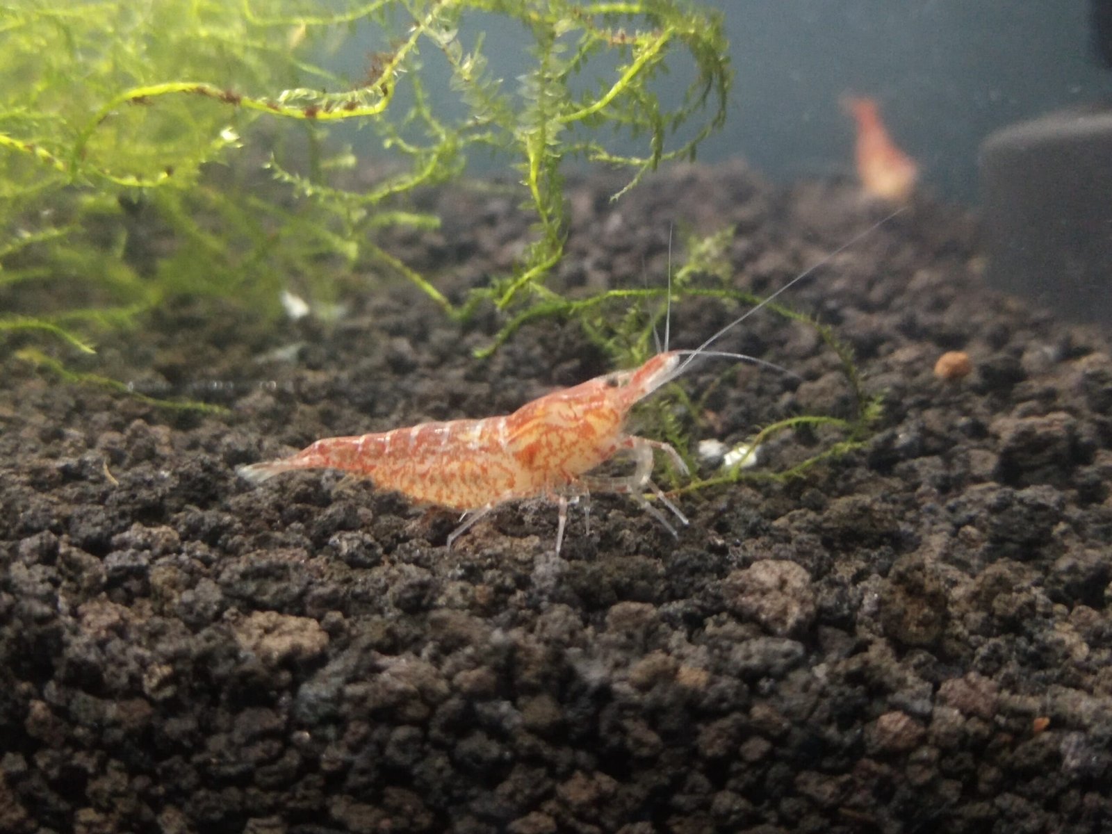 Ketika Budidaya Udang Hias Tidak Berjalan Sesuai Harapan