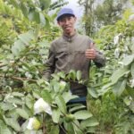 Dari Ngabab-Pujon, Matsuri Tawarkan Jambu Merah dengan Kualitas Terbaik