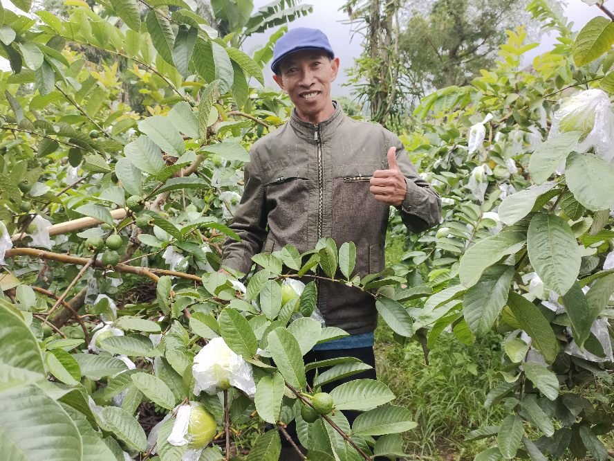 Dari Ngabab-Pujon, Matsuri Tawarkan Jambu Merah dengan Kualitas Terbaik