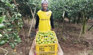 Berkah Program MBG Dirasakan Petani Jeruk di Kalisongo Kabupaten Malang