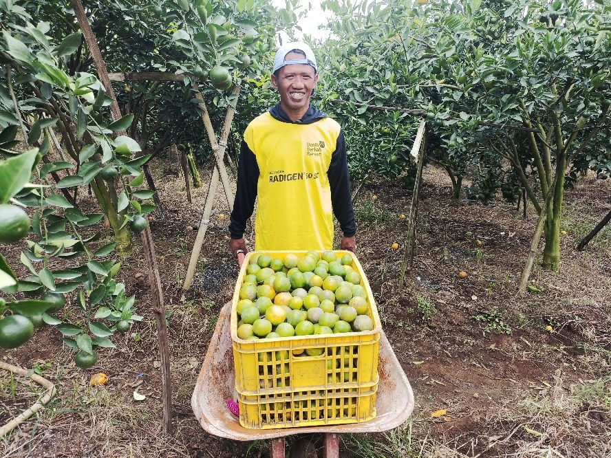 Berkah Program MBG Dirasakan Petani Jeruk di Kalisongo Kabupaten Malang