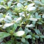 Bioprospeksi Krokot (Portulaca oleraceaI): Solusi Omega-3 Nabati di Tengah Krisis Pangan Global