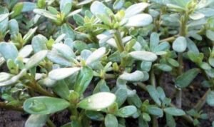 Bioprospeksi Krokot (Portulaca oleraceaI): Solusi Omega-3 Nabati di Tengah Krisis Pangan Global