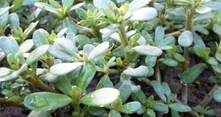 Bioprospeksi Krokot (Portulaca oleraceaI): Solusi Omega-3 Nabati di Tengah Krisis Pangan Global