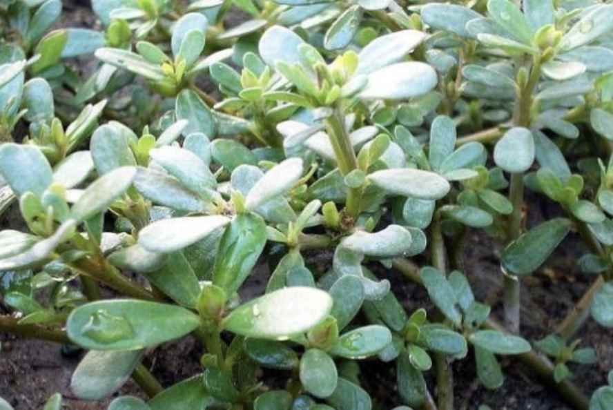 Bioprospeksi Krokot (Portulaca oleraceaI): Solusi Omega-3 Nabati di Tengah Krisis Pangan Global