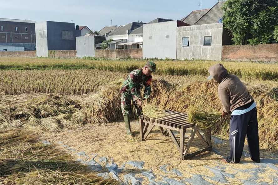 Wujud Dukungan Ketahanan Pangan, Babinsa Kedungkandang Dampingi Panen Padi