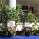 Wujudkan Green Campus, UM Tinggalkan Karangan Bunga dan Beralih ke Tanaman Hidup