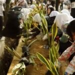 Gerakan Green Campus, UM Ajak Maba Tanam Sansevieria