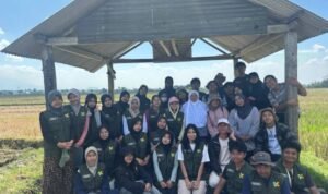 Mahasiswa KKN UB Dukung SDGs, KKN FBiPK UB Optimalkan Pematang Sawah