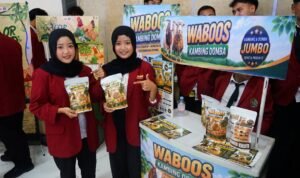 Mahasiswa UMM Ciptakan Waboos, Pakan Herbal untuk Gemukkan Kambing dan Domba