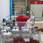 Dosen UB Kembangkan Teknologi Ozon dan Hipobarik untuk Tekan Kehilangan Pascapanen Tomat Ceri