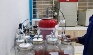 Porses Ozon Tomat ceri Dosen UB Kembangkan Teknologi Ozon dan Hipobarik untuk Tekan Kehilangan Pascapanen Tomat Ceri